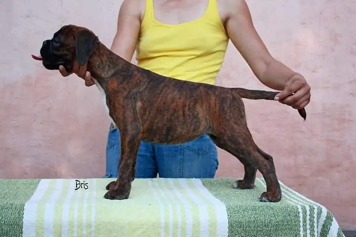 Boxer puppies for sale Yuba County, California