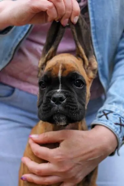 Boxer puppies for sale in Akron OH | Boxer puppy for sale near me | Nordom – German Boxers Kennel