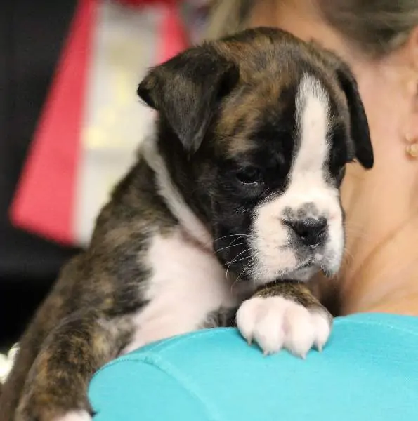 Boxer puppies for sale in Albany NY | Boxer puppy for sale near me | Nordom – German Boxers Kennel