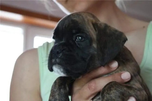 Boxer puppies for sale in Albuquerque NM | Boxer puppy near me | Nordom – German Boxers Kennel