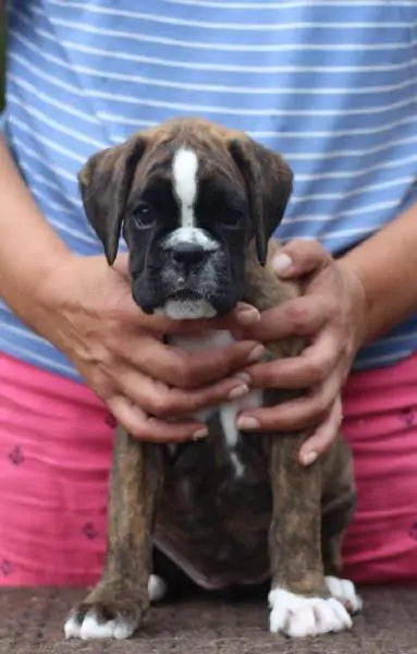 Boxer puppies for sale in Anchorage AK | Boxer puppy for sale near me | Nordom – German Boxers Kennel