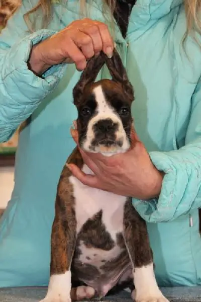 Boxer puppies for sale in Annandale MN | Boxer puppy for sale near me | Nordom – German Boxers Kennel