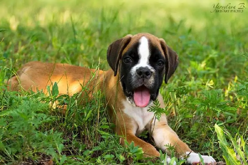 Boxer puppies for sale in Ashland OH | Boxer puppy for sale near me | Nordom – German Boxers Kennel