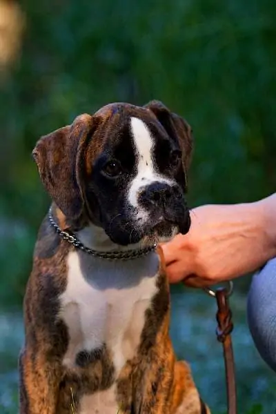 Boxer puppies for sale in Athens GA | Boxer puppy for sale near me | Nordom – German Boxers Kennel
