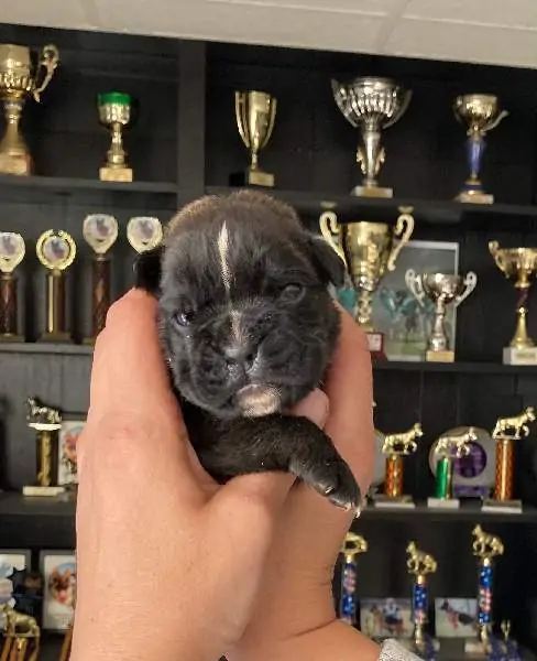 Boxer puppies for sale in Atlanta GA | Boxer puppy for sale near me | Nordom – German Boxers Kennel