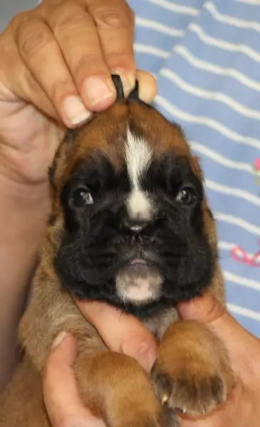 Boxer puppies for sale in Auburn ME | Boxer puppy for sale near me | Nordom – German Boxers Kennel