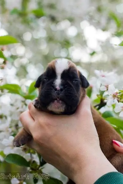 Boxer puppies for sale in Austin TX | Boxer puppy for sale near me | Nordom – German Boxers Kennel