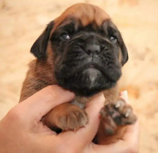 Boxer puppies for sale in Baltimore MD | Boxer puppy for sale near me | Nordom – German Boxers Kennel