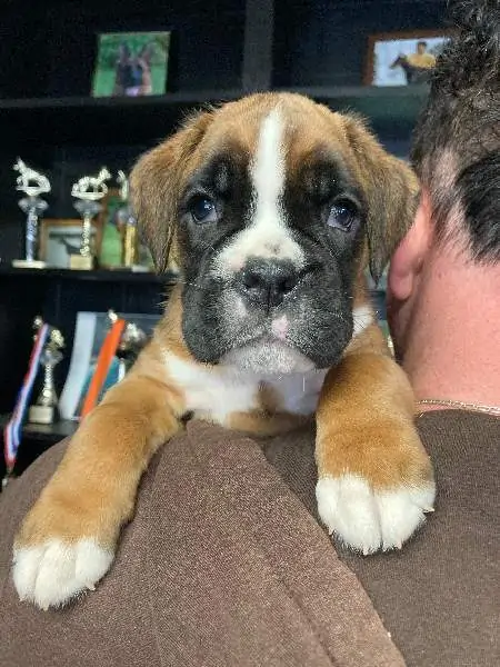 Boxer puppies for sale in Baton Rouge LA | Boxer puppy near me | Nordom – German Boxers Kennel