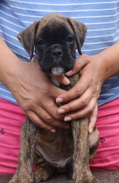 Boxer puppies for sale in Bloomington IL | Boxer puppy near me | Nordom – German Boxers Kennel