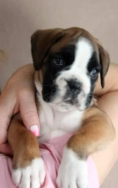 Boxer puppies for sale in Bloomington MN | Boxer puppy near me | Nordom – German Boxers Kennel