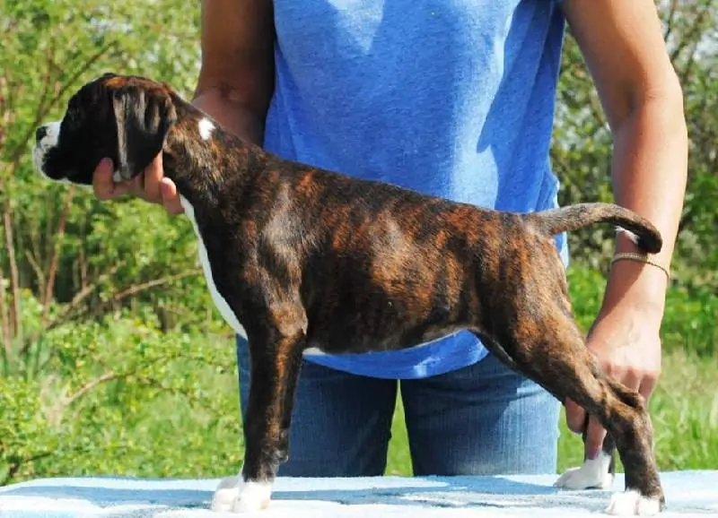 Boxer puppies for sale in Boise ID | Boxer puppy for sale near me | Nordom – German Boxers Kennel