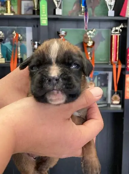 Boxer puppies for sale in Boone NC | Boxer puppy for sale near me | Nordom – German Boxers Kennel