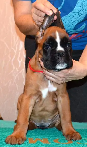 Boxer puppies for sale in Bozeman MT | Boxer puppy for sale near me | Nordom – German Boxers Kennel