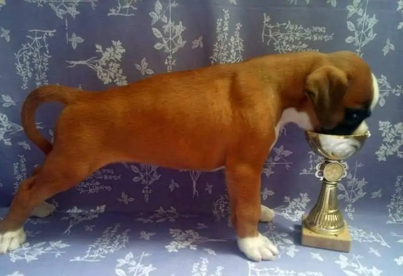 Boxer puppies for sale in Brattleboro VT | Boxer puppy near me | Nordom – German Boxers Kennel