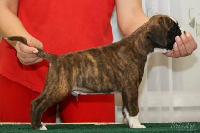 Boxer puppies for sale in Brookings SD | Boxer puppy for sale near me | Nordom – German Boxers Kennel