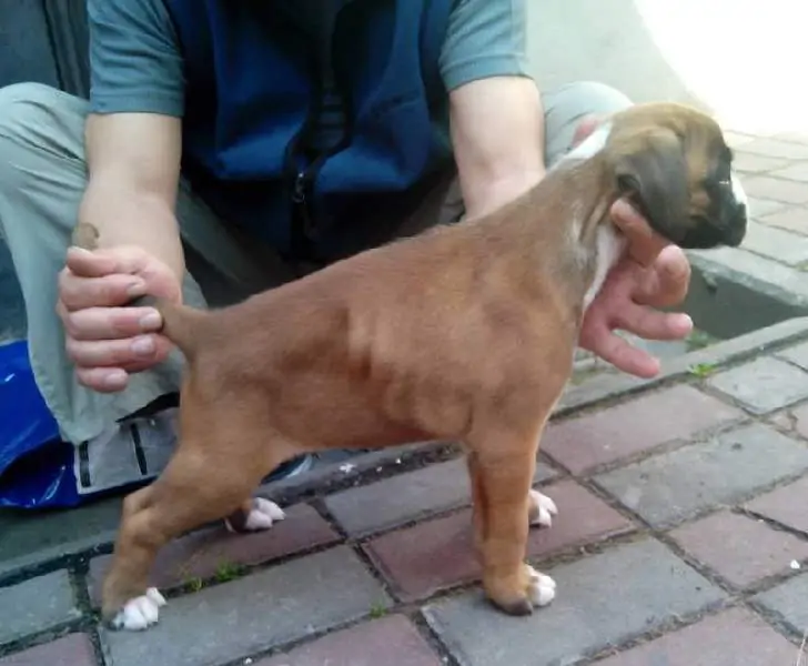 Boxer puppies for sale in Brunswick GA | Boxer puppy for sale near me | Nordom – German Boxers Kennel