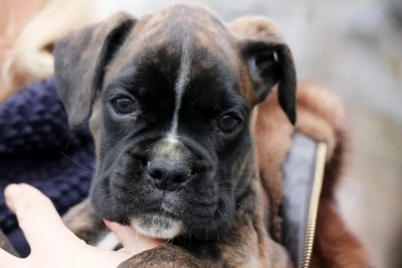 Boxer puppies for sale in Buffalo WY | Boxer puppy for sale near me | Nordom – German Boxers Kennel