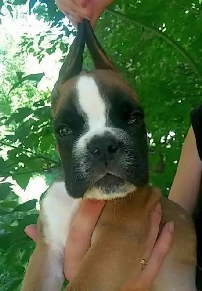 Boxer puppies for sale in Burlington VT | Boxer puppy for sale near me | Nordom – German Boxers Kennel