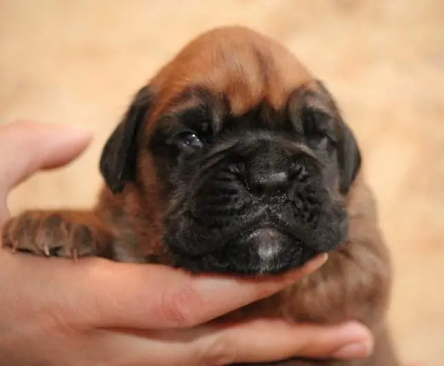 Boxer puppies for sale in Butte MT | Boxer puppy for sale near me | Nordom – German Boxers Kennel