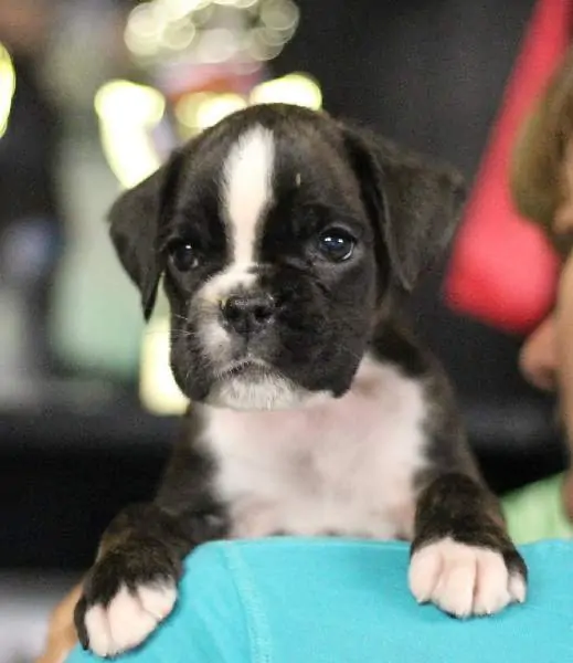 Boxer puppies for sale Camden, New Jersey