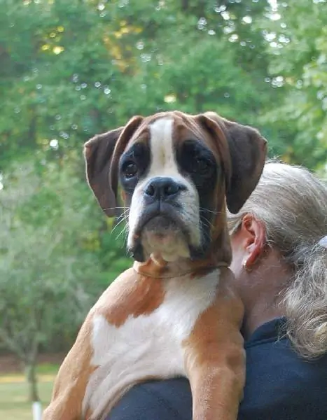 Boxer puppies for sale in Canton OH | Boxer puppy for sale near me | Nordom – German Boxers Kennel