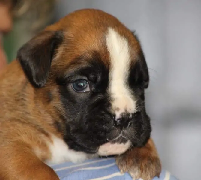Boxer puppies for sale in Charleston WV | Boxer puppy for sale near me | Nordom – German Boxers Kennel