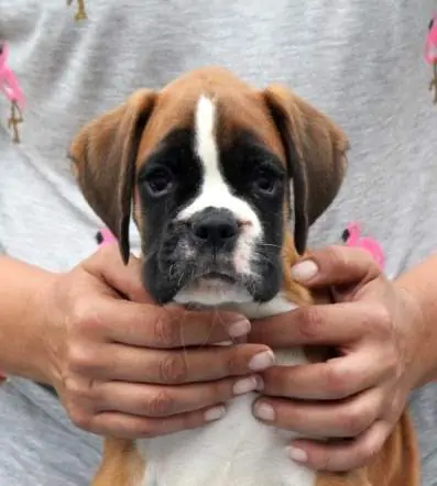 Boxer puppies for sale in Cincinnati OH | Boxer puppy for sale near me | Nordom – German Boxers Kennel