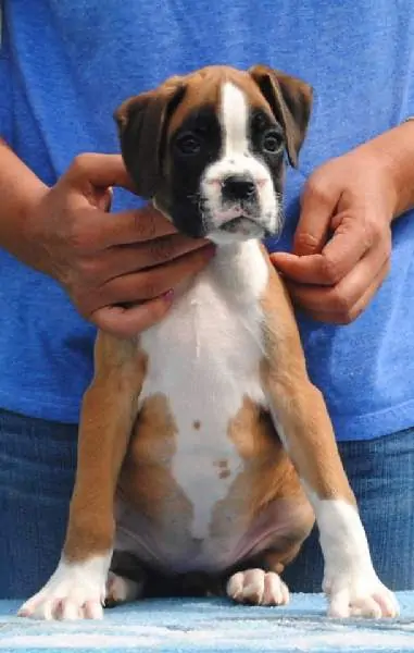 Boxer puppies for sale in Cleveland OH | Boxer puppy for sale near me | Nordom – German Boxers Kennel