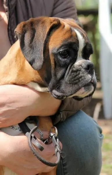 Boxer puppies for sale in Colchester VT | Boxer puppy for sale near me | Nordom – German Boxers Kennel