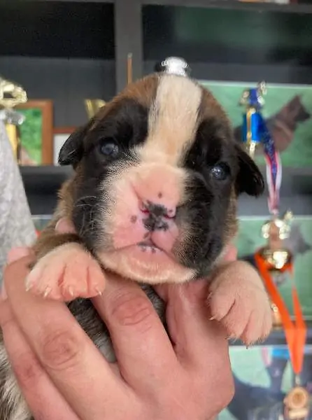 Boxer puppies for sale in Columbia MO | Boxer puppy for sale near me | Nordom – German Boxers Kennel