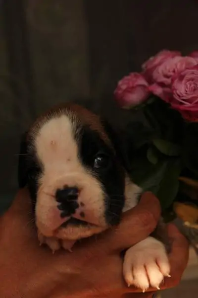 Boxer puppies for sale in Columbia SC | Boxer puppy for sale near me | Nordom – German Boxers Kennel