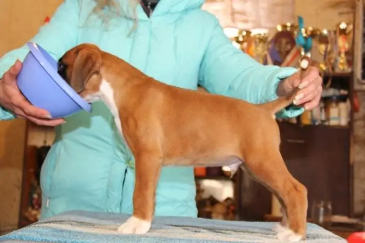 Boxer puppies for sale in Corpus Christi TX | Boxer puppy near me | Nordom – German Boxers Kennel