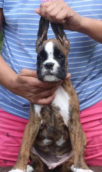 Boxer puppies for sale in Dayton OH | Boxer puppy for sale near me | Nordom – German Boxers Kennel