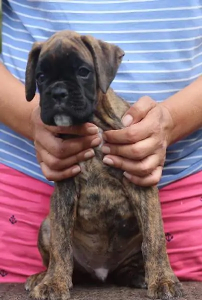 Boxer puppies for sale in Des Moines IA | Boxer puppy for sale near me | Nordom – German Boxers Kennel