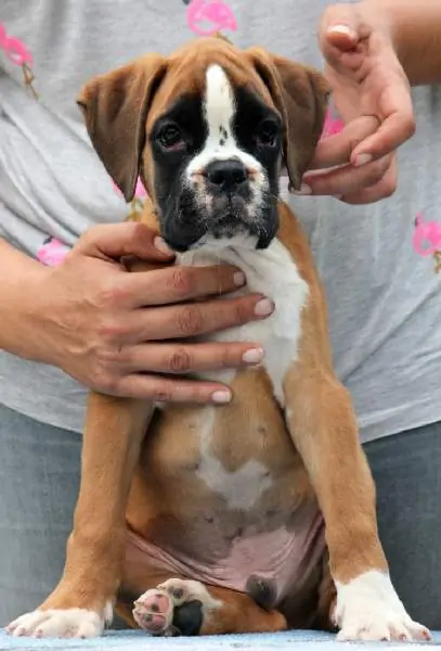 Boxer puppies for sale in Dothan AL | Boxer puppy for sale near me | Nordom – German Boxers Kennel