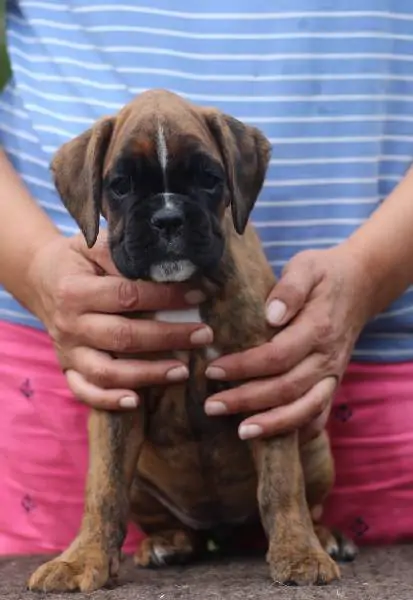 Boxer puppies for sale in Dubois WY | Boxer puppy for sale near me | Nordom – German Boxers Kennel