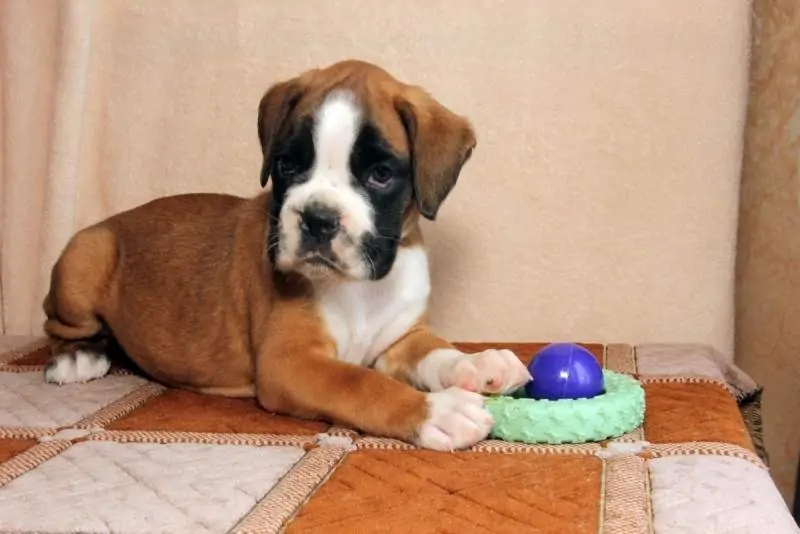 Boxer puppies for sale in Duluth MN | Boxer puppy for sale near me | Nordom – German Boxers Kennel