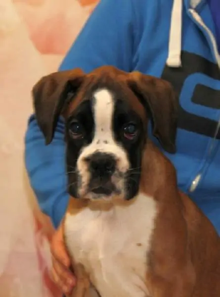 Boxer puppies for sale in Eau Claire WI | Boxer puppy for sale near me | Nordom – German Boxers Kennel