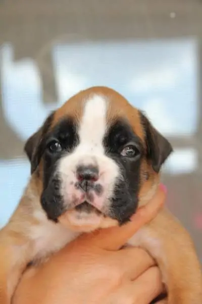 Boxer puppies for sale in Edina MN | Boxer puppy for sale near me | Nordom – German Boxers Kennel