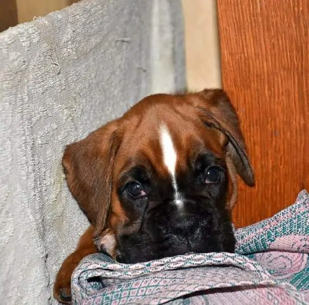 Boxer puppies for sale in Edinburg TX | Boxer puppy for sale near me | Nordom – German Boxers Kennel