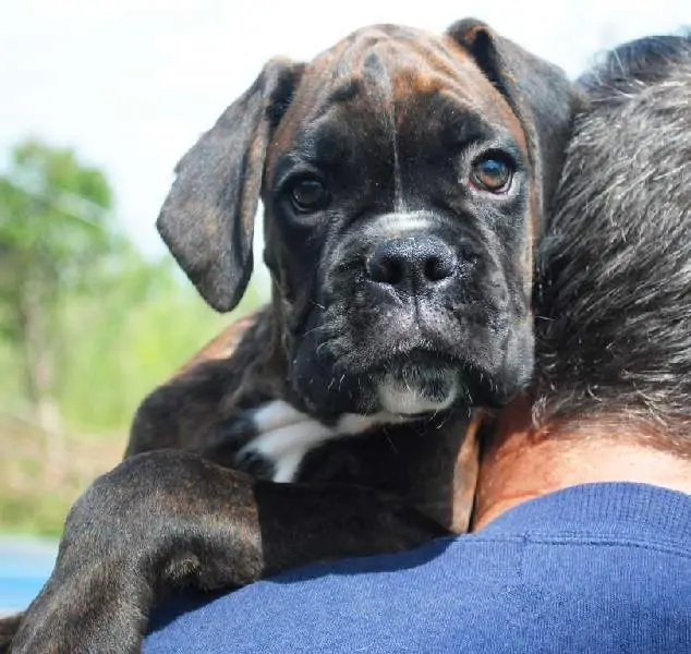 Boxer puppies for sale in Essex VT | Boxer puppy for sale near me | Nordom – German Boxers Kennel
