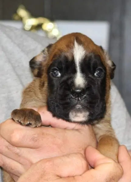 Boxer puppies for sale in Evansville IN | Boxer puppy for sale near me | Nordom – German Boxers Kennel