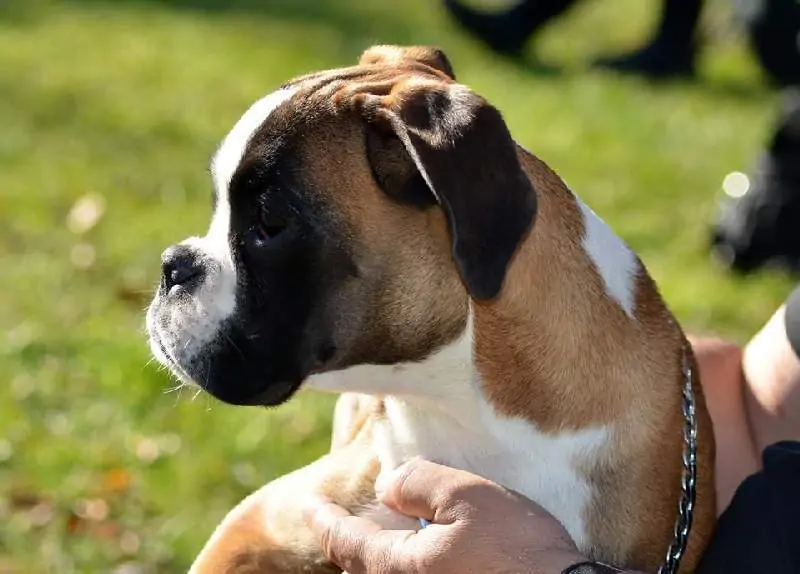 Boxer puppies for sale in Fairbanks AK | Boxer puppy for sale near me | Nordom – German Boxers Kennel