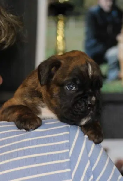 Boxer puppies for sale in Fayetteville AR | Boxer puppy near me | Nordom – German Boxers Kennel