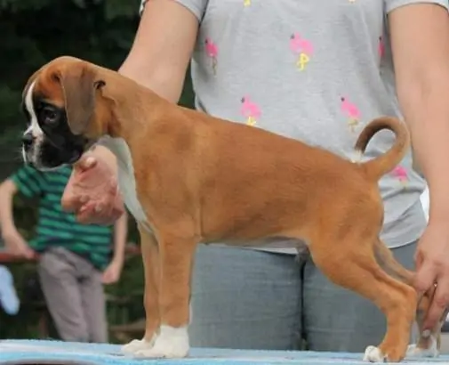 Boxer puppies for sale in Florence AL | Boxer puppy for sale near me | Nordom – German Boxers Kennel