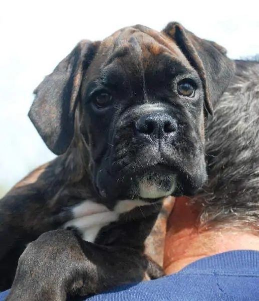 Boxer puppies for sale in Florence SC | Boxer puppy for sale near me | Nordom – German Boxers Kennel