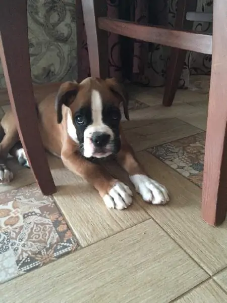 Boxer puppies for sale in Fort Wayne IN | Boxer puppy for sale near me | Nordom – German Boxers Kennel