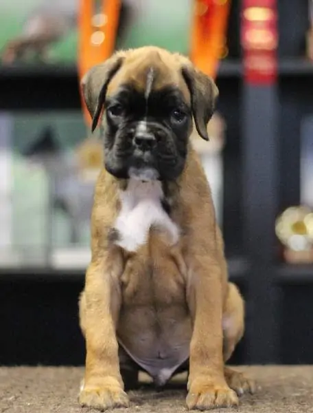 Boxer puppies for sale in Fort Worth TX | Boxer puppy for sale near me | Nordom – German Boxers Kennel