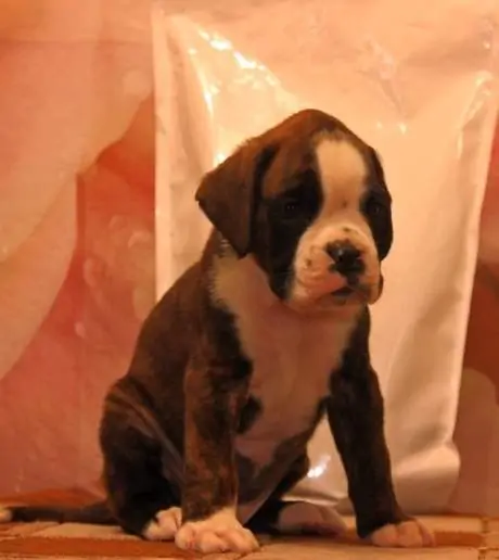 Boxer puppies for sale in Fredericksburg VA | Boxer puppy near me | Nordom – German Boxers Kennel